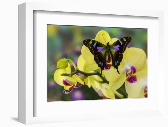 Purple Spotted Swallowtail Butterfly, Graphium Weskit-Darrell Gulin-Framed Photographic Print