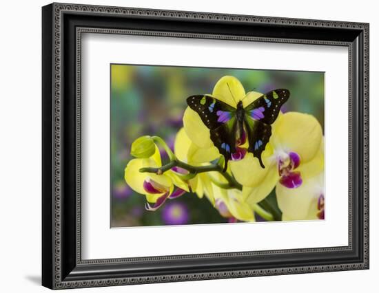 Purple Spotted Swallowtail Butterfly, Graphium Weskit-Darrell Gulin-Framed Photographic Print