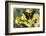 Purple Spotted Swallowtail Butterfly, Graphium Weskit-Darrell Gulin-Framed Photographic Print