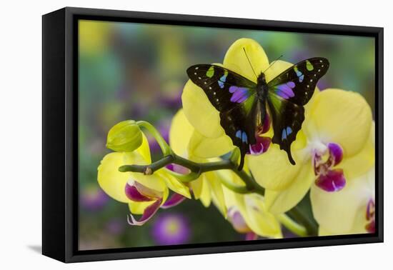 Purple Spotted Swallowtail Butterfly, Graphium Weskit-Darrell Gulin-Framed Premier Image Canvas