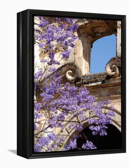 Purple Spring Flowers in Bloom, La Compania de Jesus, Antigua, Guatemala-Cindy Miller Hopkins-Framed Premier Image Canvas