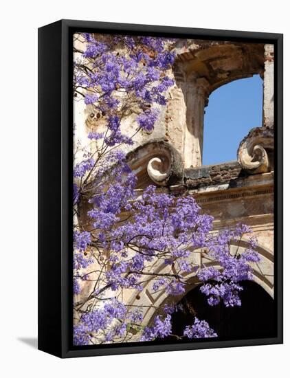 Purple Spring Flowers in Bloom, La Compania de Jesus, Antigua, Guatemala-Cindy Miller Hopkins-Framed Premier Image Canvas