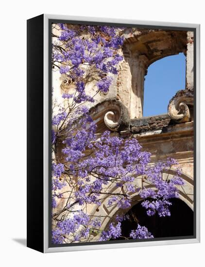 Purple Spring Flowers in Bloom, La Compania de Jesus, Antigua, Guatemala-Cindy Miller Hopkins-Framed Premier Image Canvas