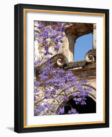 Purple Spring Flowers in Bloom, La Compania de Jesus, Antigua, Guatemala-Cindy Miller Hopkins-Framed Photographic Print