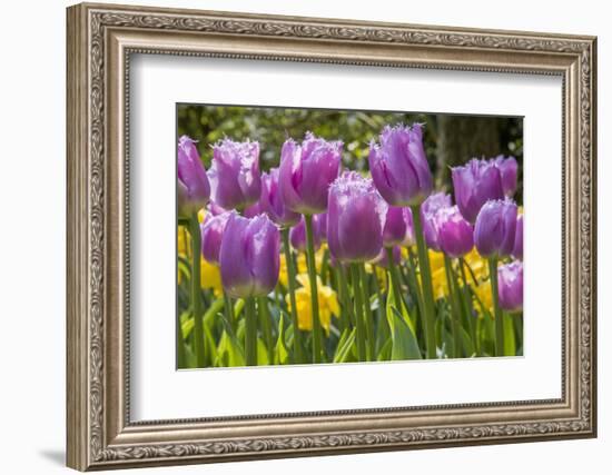 Purple springtime tulips. Netherlands.-Tom Norring-Framed Photographic Print