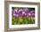 Purple springtime tulips. Netherlands.-Tom Norring-Framed Photographic Print