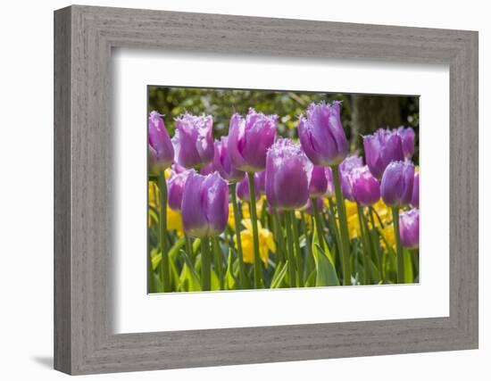 Purple springtime tulips. Netherlands.-Tom Norring-Framed Photographic Print