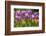 Purple springtime tulips. Netherlands.-Tom Norring-Framed Photographic Print