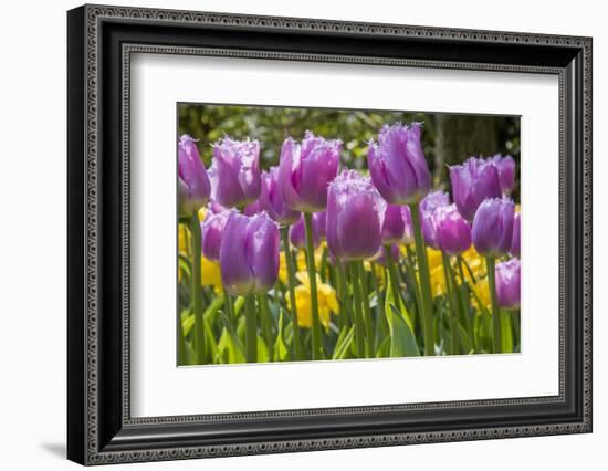 Purple springtime tulips. Netherlands.-Tom Norring-Framed Photographic Print