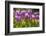 Purple springtime tulips. Netherlands.-Tom Norring-Framed Photographic Print