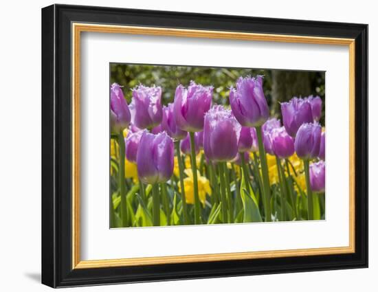 Purple springtime tulips. Netherlands.-Tom Norring-Framed Photographic Print