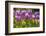 Purple springtime tulips. Netherlands.-Tom Norring-Framed Photographic Print