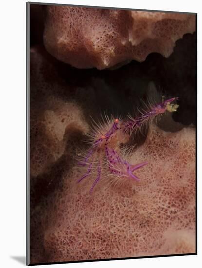 Purple Squat Lobster on a Sponge, Lembeh Strait, Indonesia-Stocktrek Images-Mounted Photographic Print