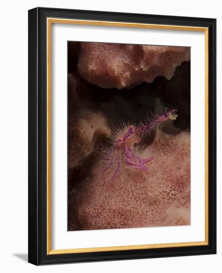 Purple Squat Lobster on a Sponge, Lembeh Strait, Indonesia-Stocktrek Images-Framed Photographic Print