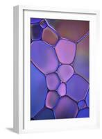 Purple Stained Glass-Cora Niele-Framed Photographic Print