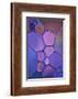 Purple Stained Glass-Cora Niele-Framed Photographic Print