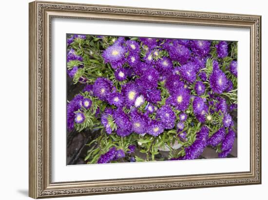 Purple Stars I-Maureen Love-Framed Photographic Print