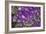 Purple Stars I-Maureen Love-Framed Photographic Print