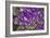 Purple Stars I-Maureen Love-Framed Photographic Print