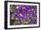 Purple Stars I-Maureen Love-Framed Photographic Print