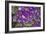 Purple Stars I-Maureen Love-Framed Photographic Print