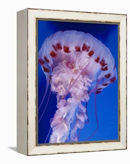 Purple-Stiped Jellyfish-null-Framed Premier Image Canvas
