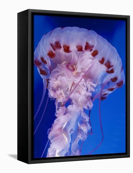 Purple-Stiped Jellyfish-null-Framed Premier Image Canvas