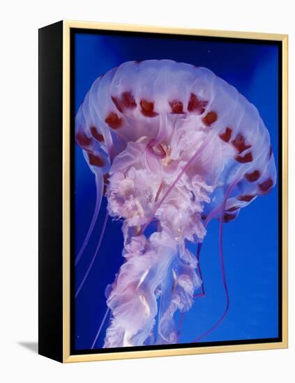 Purple-Stiped Jellyfish-null-Framed Premier Image Canvas