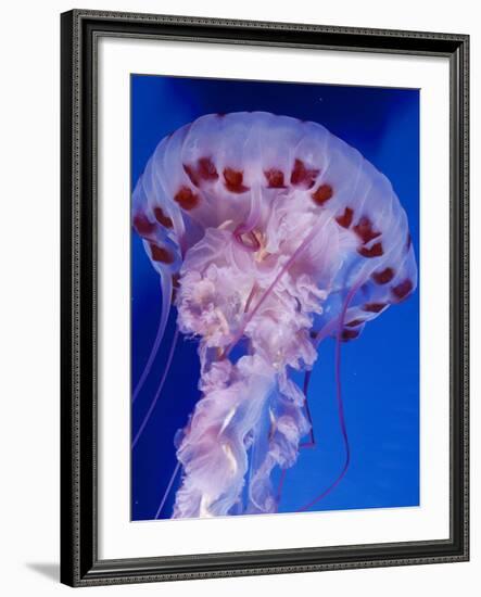 Purple-Stiped Jellyfish-null-Framed Photographic Print