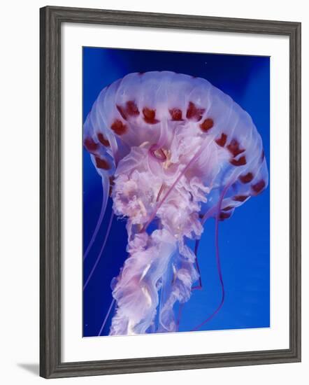 Purple-Stiped Jellyfish-null-Framed Photographic Print