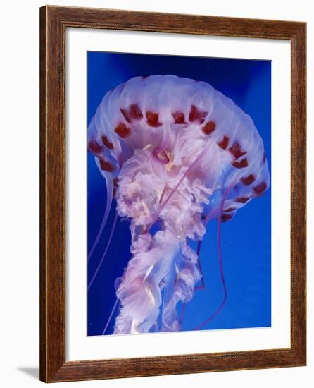 Purple-Stiped Jellyfish-null-Framed Photographic Print