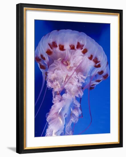 Purple-Stiped Jellyfish-null-Framed Photographic Print