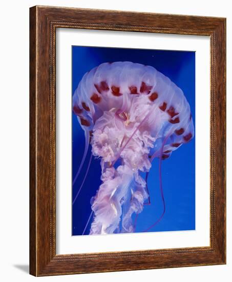 Purple-Stiped Jellyfish-null-Framed Photographic Print