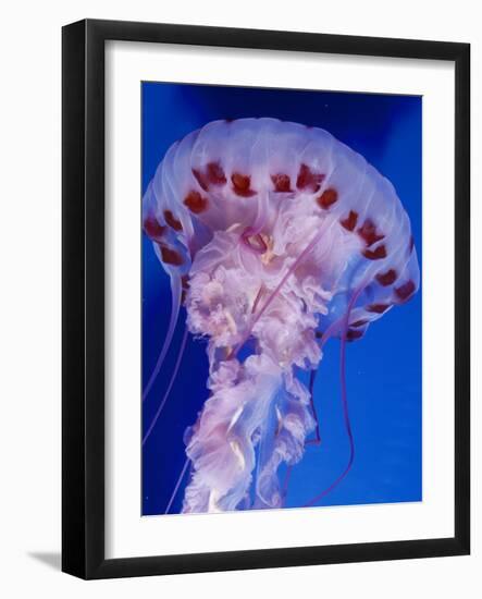 Purple-Stiped Jellyfish-null-Framed Photographic Print