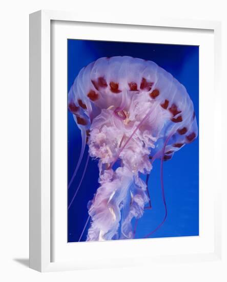 Purple-Stiped Jellyfish-null-Framed Photographic Print