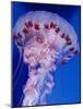 Purple-Stiped Jellyfish-null-Mounted Photographic Print