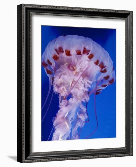 Purple-Stiped Jellyfish-null-Framed Photographic Print