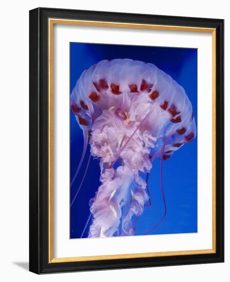 Purple-Stiped Jellyfish-null-Framed Photographic Print