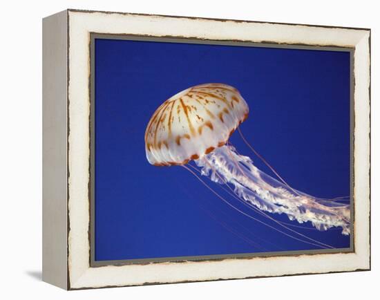 Purple Striped Jellyfish-null-Framed Premier Image Canvas