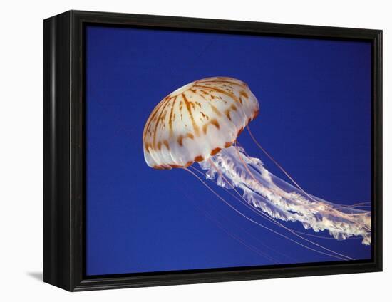 Purple Striped Jellyfish-null-Framed Premier Image Canvas