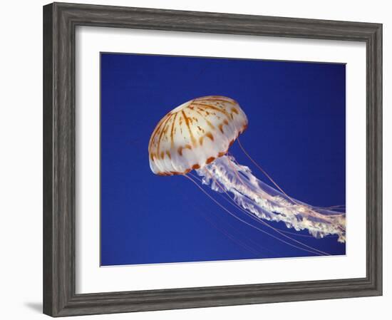 Purple Striped Jellyfish-null-Framed Premium Photographic Print