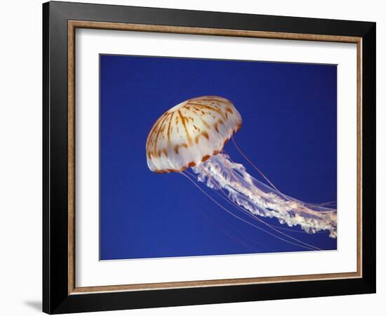 Purple Striped Jellyfish-null-Framed Premium Photographic Print