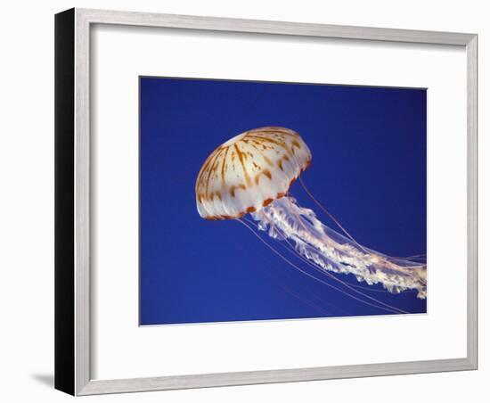 Purple Striped Jellyfish-null-Framed Premium Photographic Print