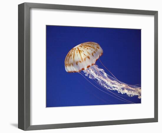 Purple Striped Jellyfish-null-Framed Premium Photographic Print