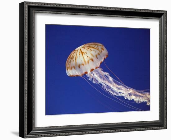 Purple Striped Jellyfish-null-Framed Premium Photographic Print