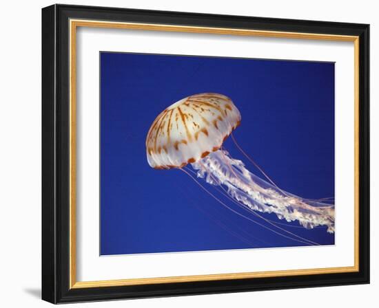 Purple Striped Jellyfish-null-Framed Premium Photographic Print
