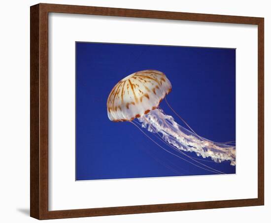 Purple Striped Jellyfish-null-Framed Photographic Print