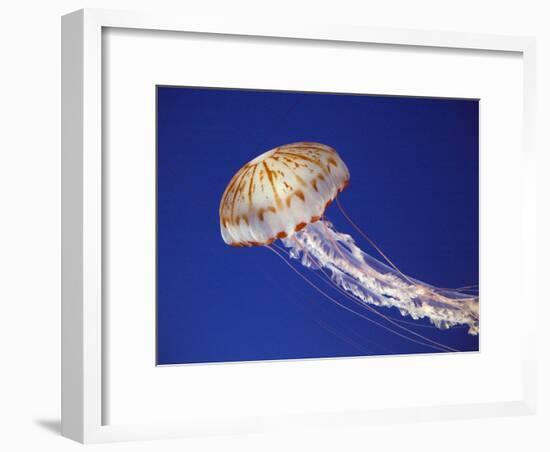 Purple Striped Jellyfish-null-Framed Photographic Print