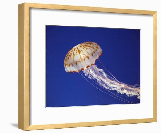 Purple Striped Jellyfish-null-Framed Photographic Print