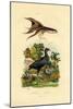 Purple Swamphen, 1833-39-null-Mounted Giclee Print